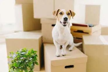 pet-and-plant-moving
