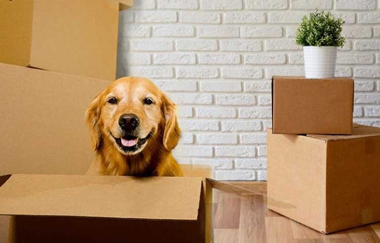 pet-and-plant-moving
