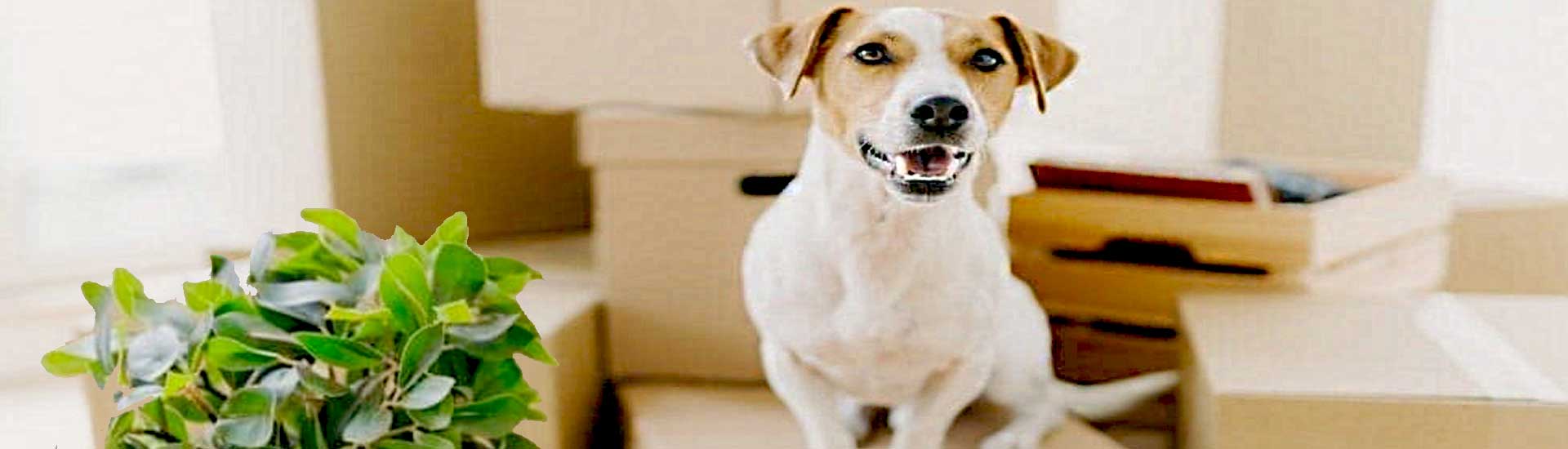 Process to pet and plant moving service
